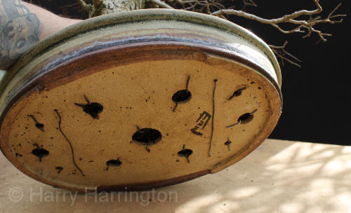 removing bonsai from pot
